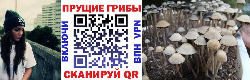 где купить наркоту Порхов Псилоцибиновые грибы Psilocybe